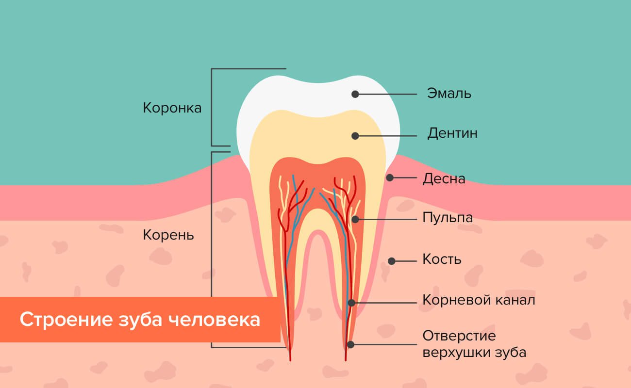 Строение зуба человека в картинках