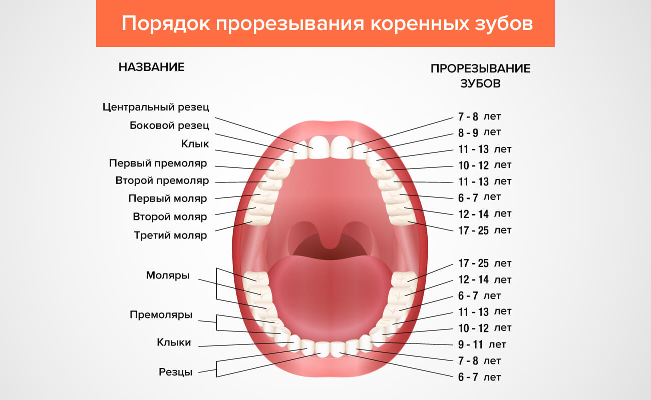 Порядок прорезывание коренных зубов в картинках