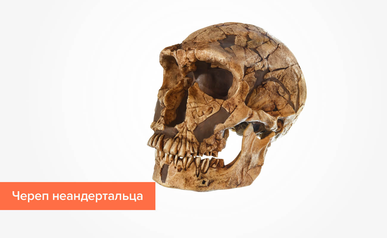 Фото черепа неандертальца