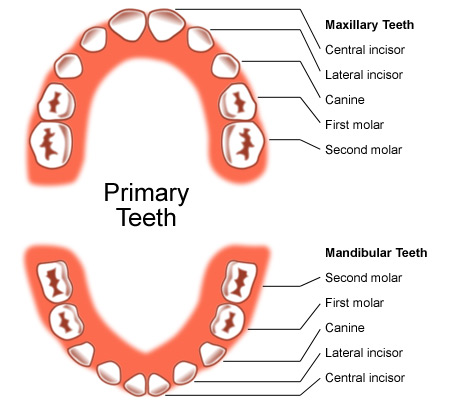 Primary Teeth