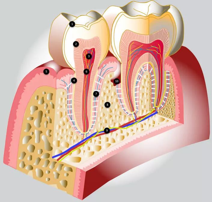 Где находится нерв в зубе картинка