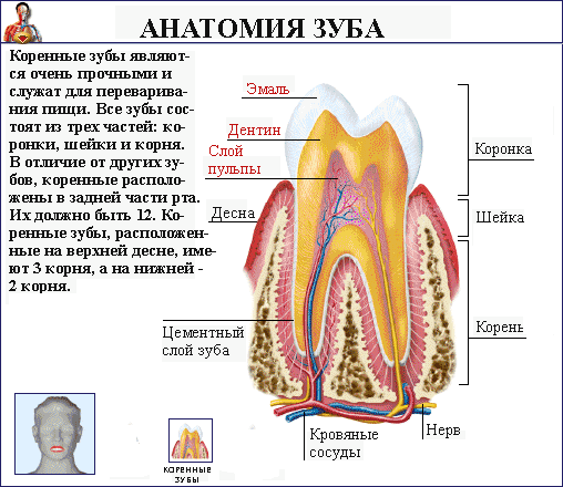 Зубы человека схема с корнями и ветвями - 95 фото