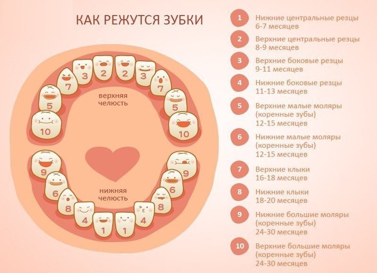 Сколько зубов у ребенка должно быть в 4 года