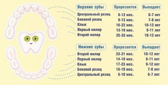 Коренные зубы в 4 года. График прорезывания молочных зубов у детей. Зубы таблица прорезывания молочных зубов у детей таблица. Прорезывание зубов у детей в 3 года. График прорезания зубов у детей.