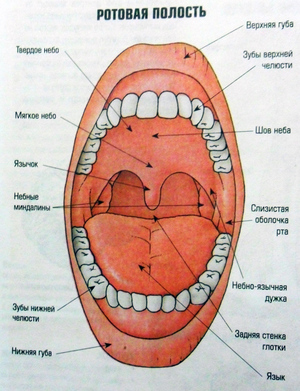 Альвеолы во рту