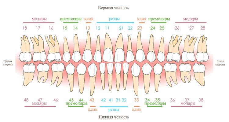 Карта зубов собаки