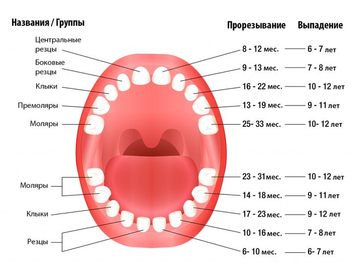 Схема выпадения молочных зубов