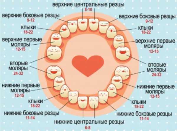 Схема роста молочных зубов у детей