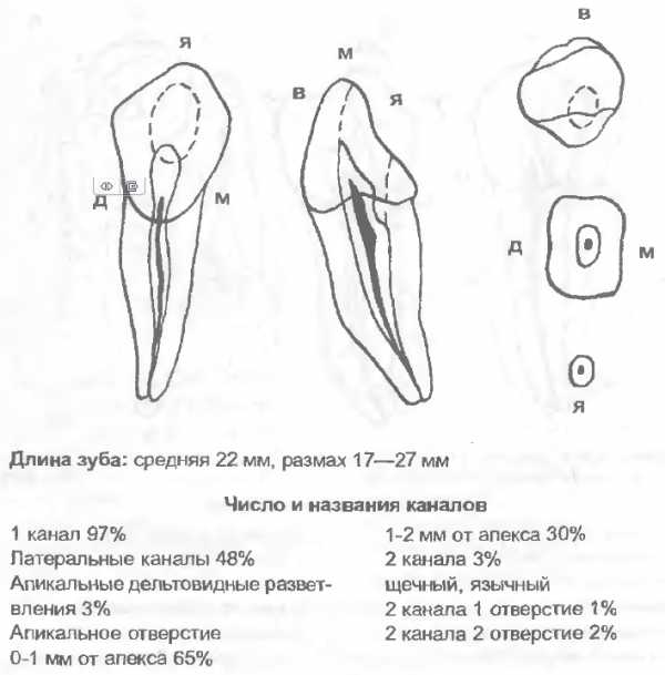 Моляры премоляры схема