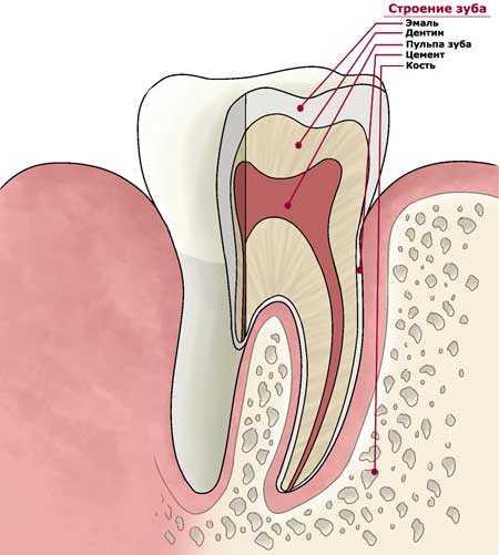Что такое пульпа в зубе