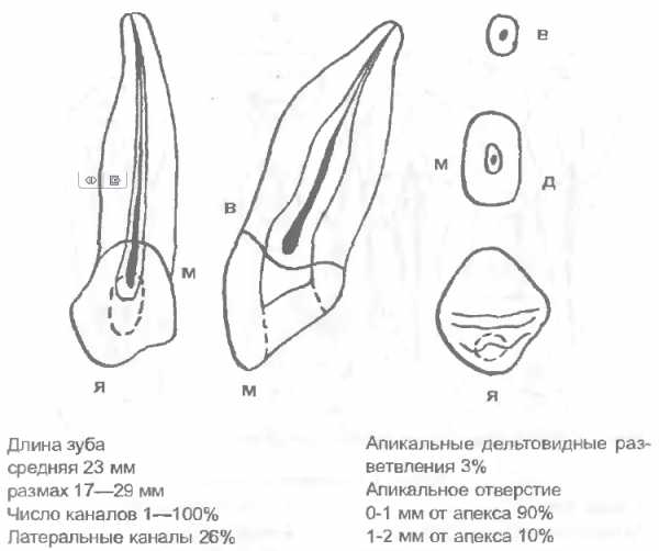 Клык человека рисунок