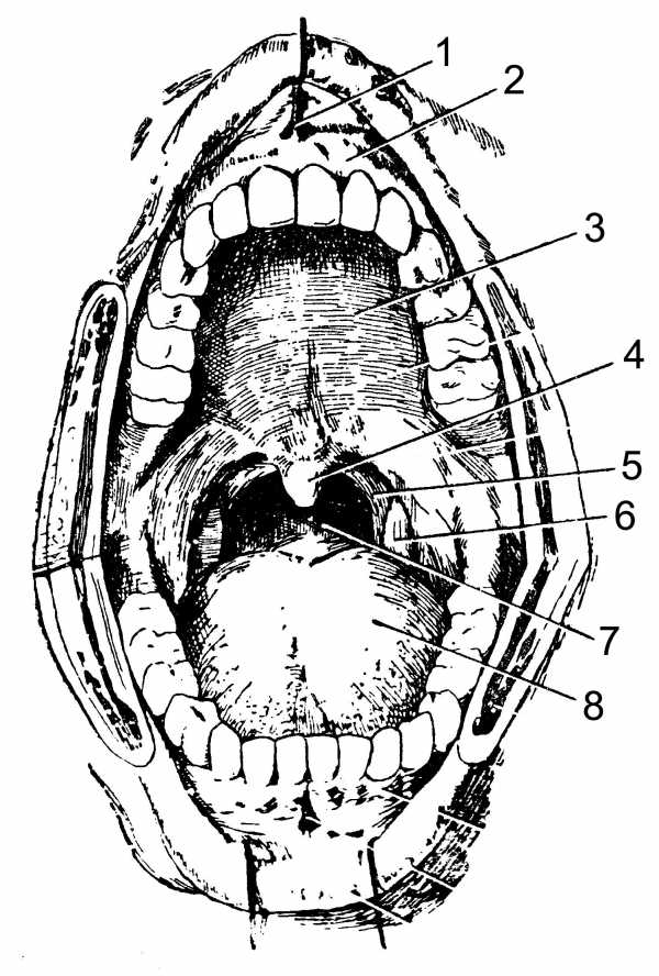 Ротовая полость анатомия рисунок